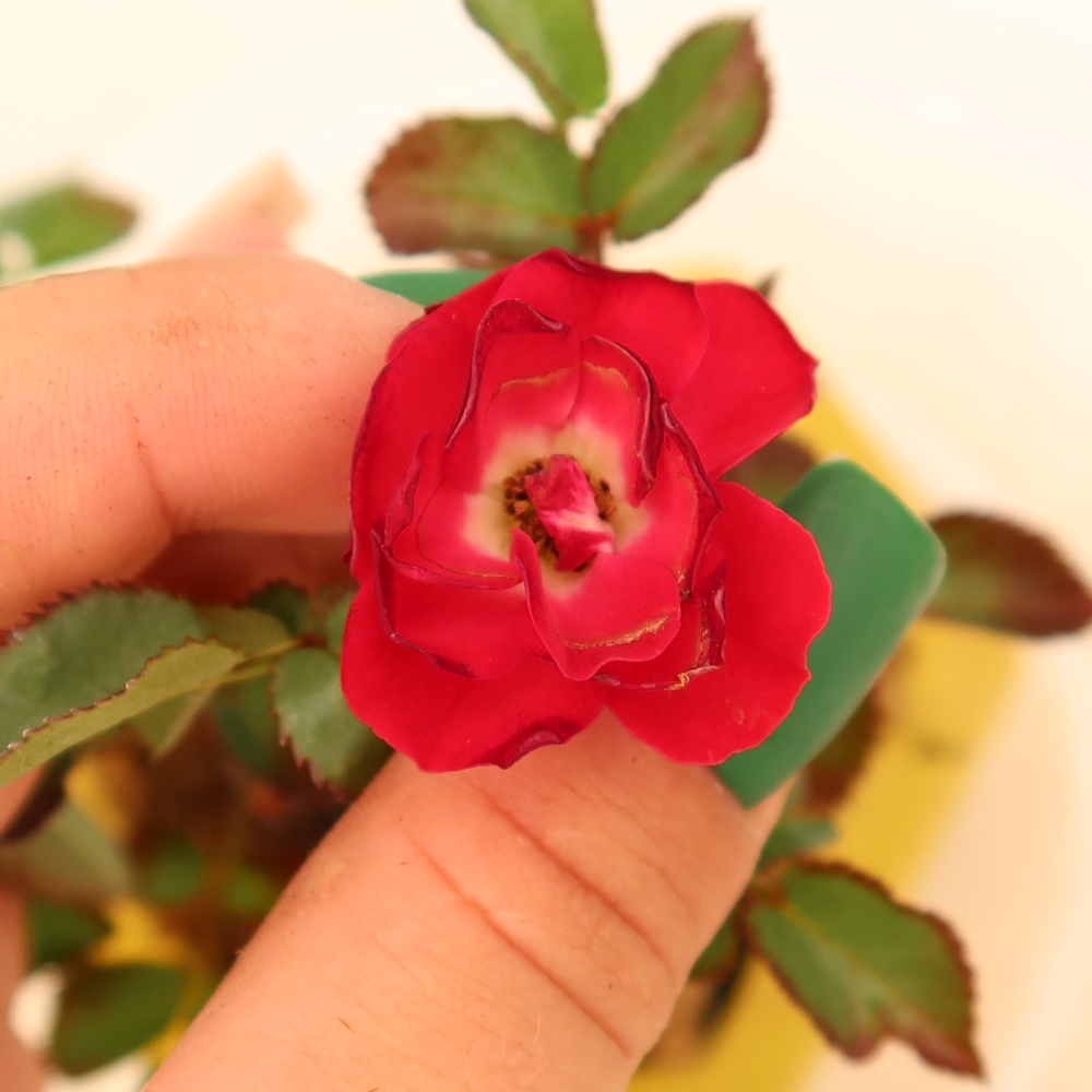 Bonsai für draußen - Rosa Kordes - Rose