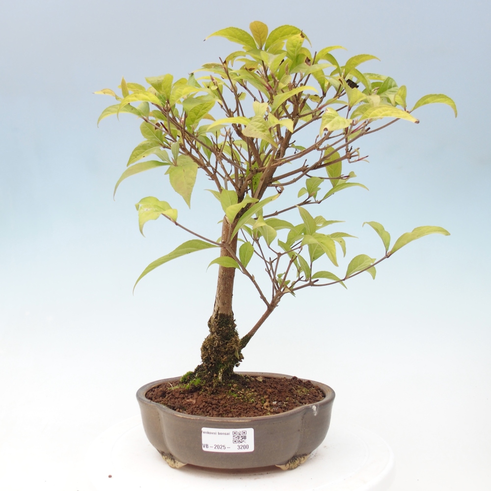 Bonsai für draußen - Callicarpa japonica