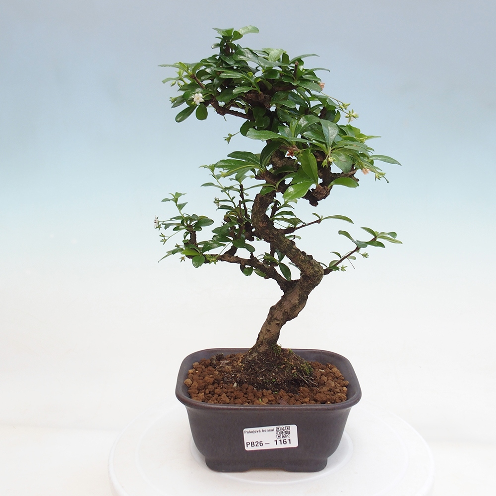 Zimmer-Bonsai - Carmona macrophylla - Tee-Fuki