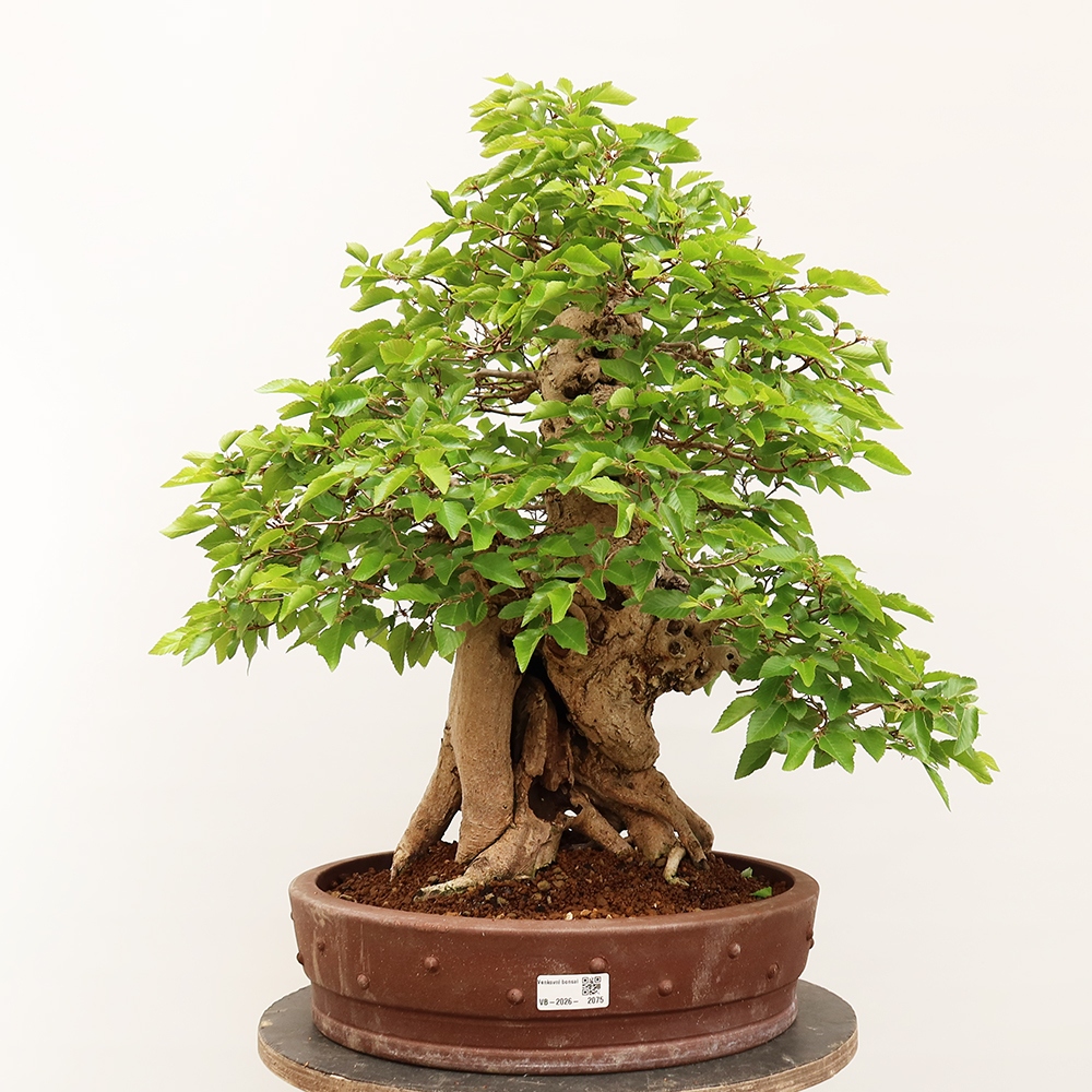 Bonsai für draußen - Karpinus Coreana - Koreanische Hainbuche