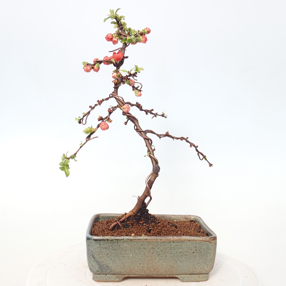 Bonsai für draußen - Chaneomeles s. Red Joy - Quitte