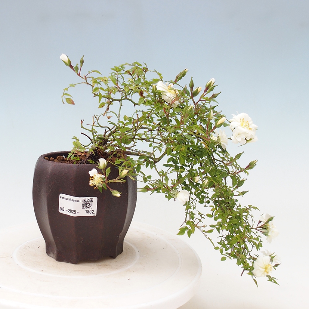 Bonsai für draußen - Rosa Sea Foam - Rose