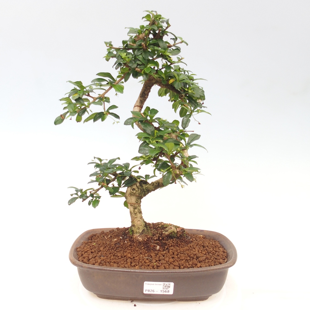 Zimmer-Bonsai - Carmona macrophylla - Tee-Fuki