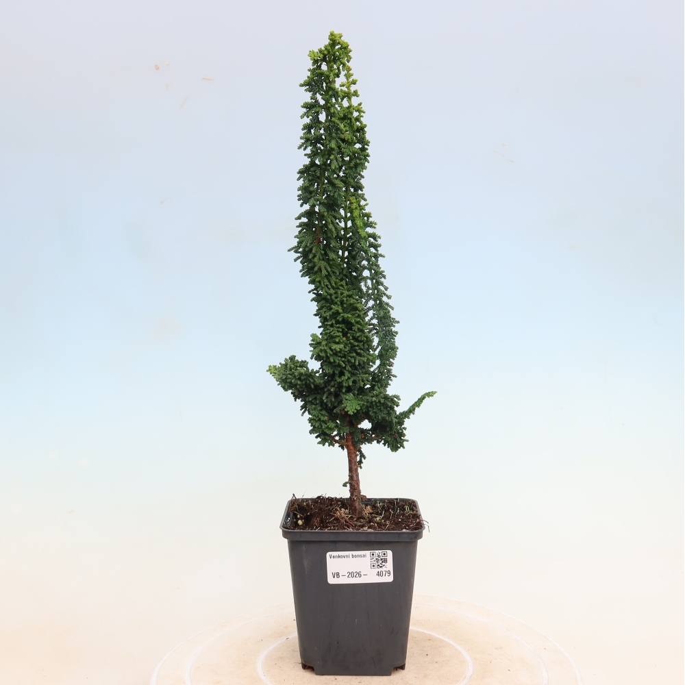 Bonsai für draußen - Cham. obtusa SEKKA HINOKI - Zypresse