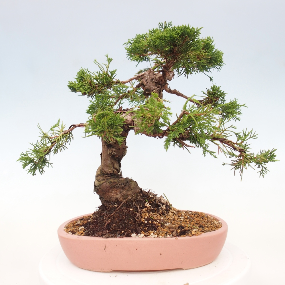 Bonsai für draußen - Juniperus chinensis Itoigawa