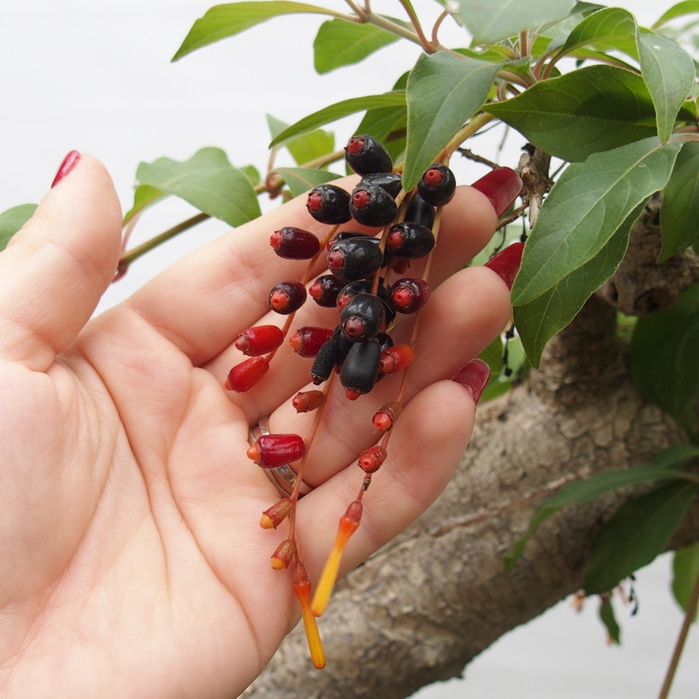 Zimmer Bonsai - Hamelia Patent