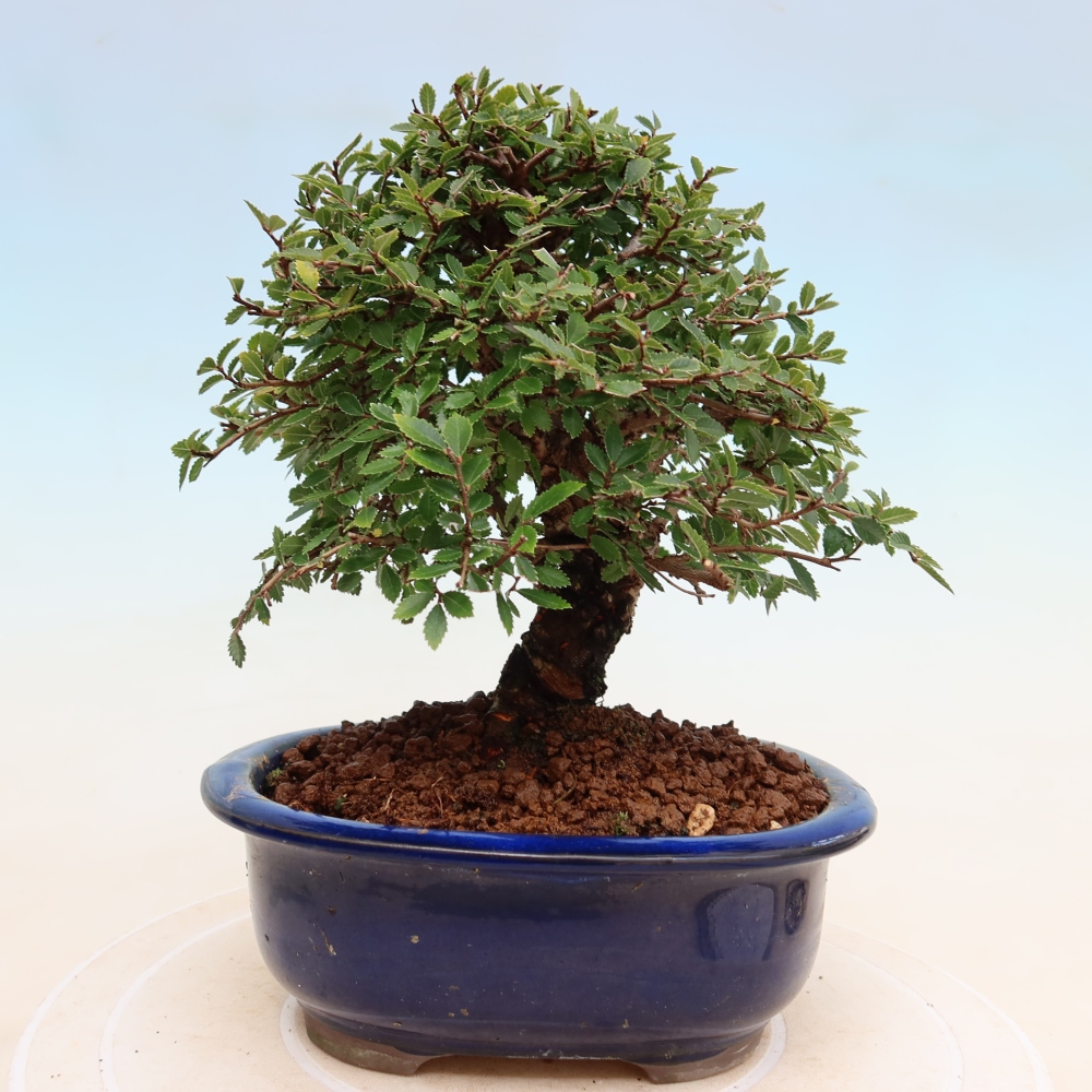 Bonsai für draußen - Zelkova - Zelkova NIRE