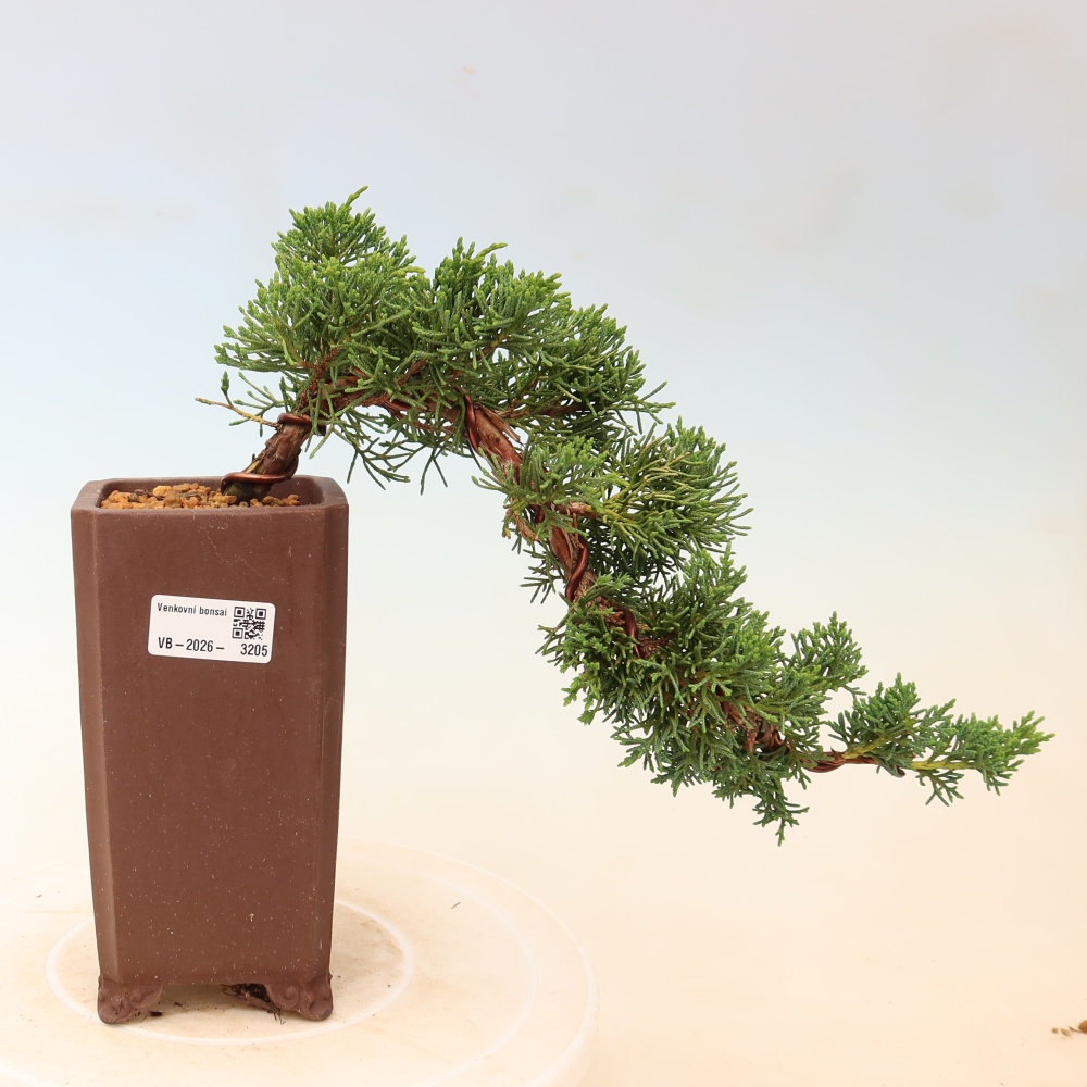 Bonsai für draußen - Juniperus chinensis Kishu