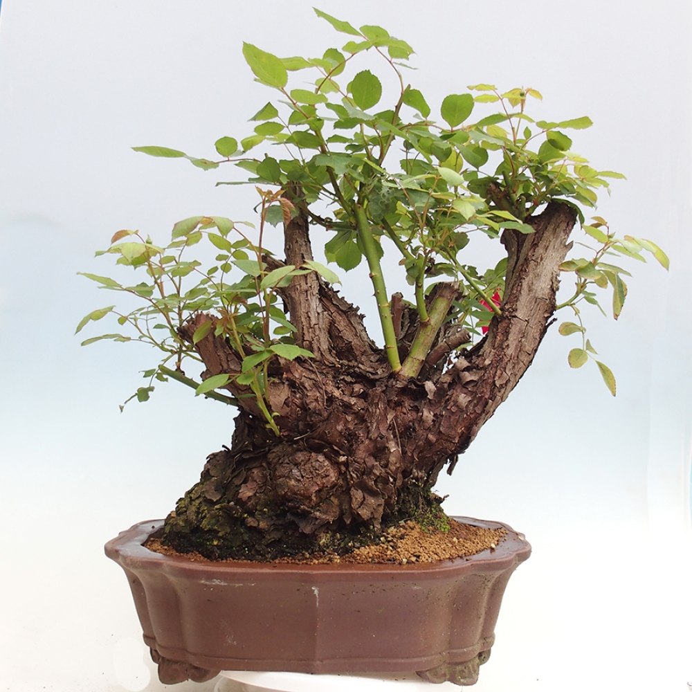 Bonsai für draußen - Rosa Kordes - Rose