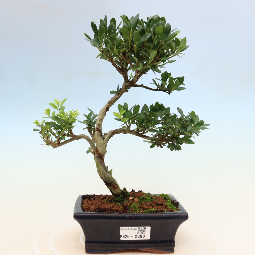 Zimmer Bonsai - Ilex crenata - Stechpalme