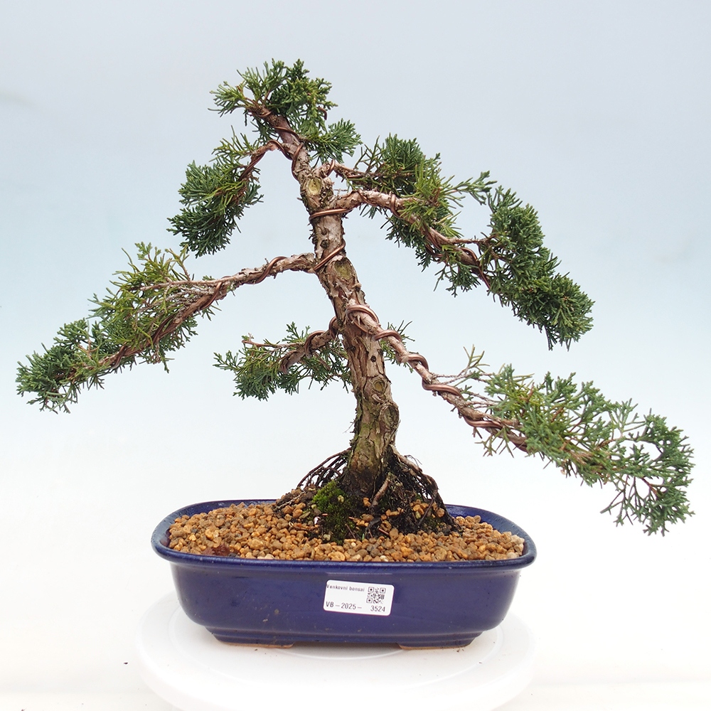 Bonsai für draußen - Juniperus chinensis Kishu