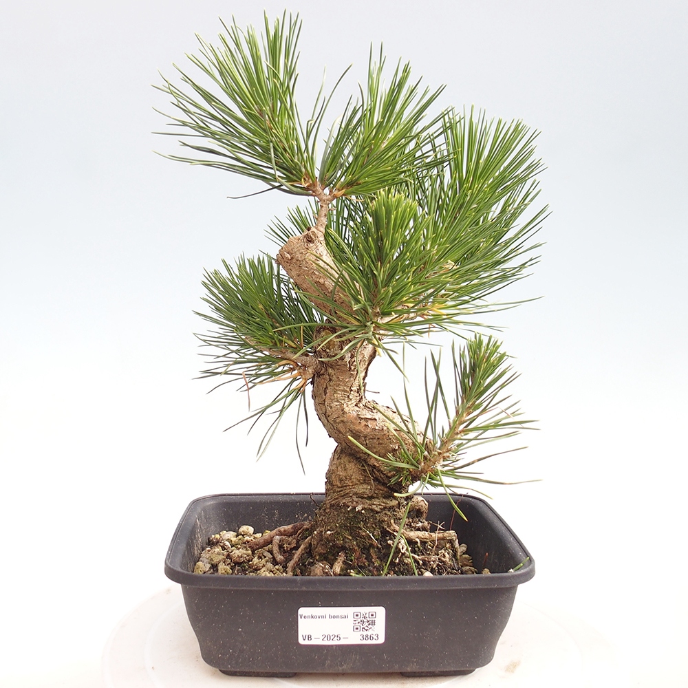 Bonsai für draußen - Pinus thunbergii - Thunberg-Kiefer
