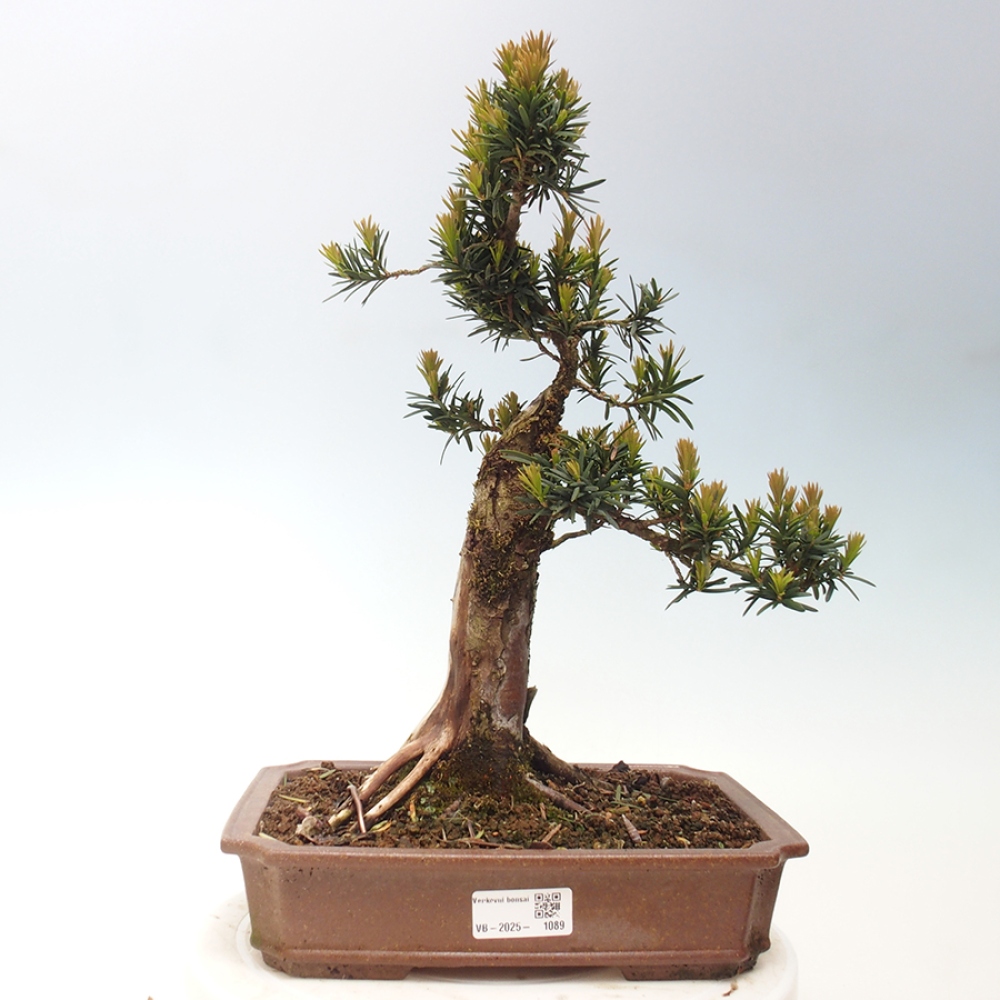 Bonsai für draußen - Taxus cuspidata - Japanische Eibe