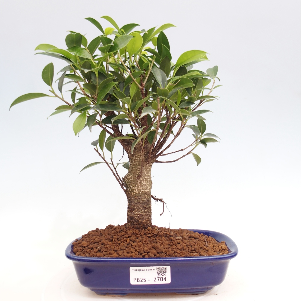 Zimmerbonsai - Ficus retusa - Kleinblättriger Ficus