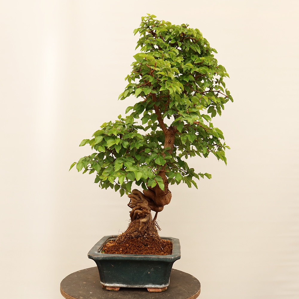 Bonsai für draußen - Karpinus Coreana - Koreanische Hainbuche
