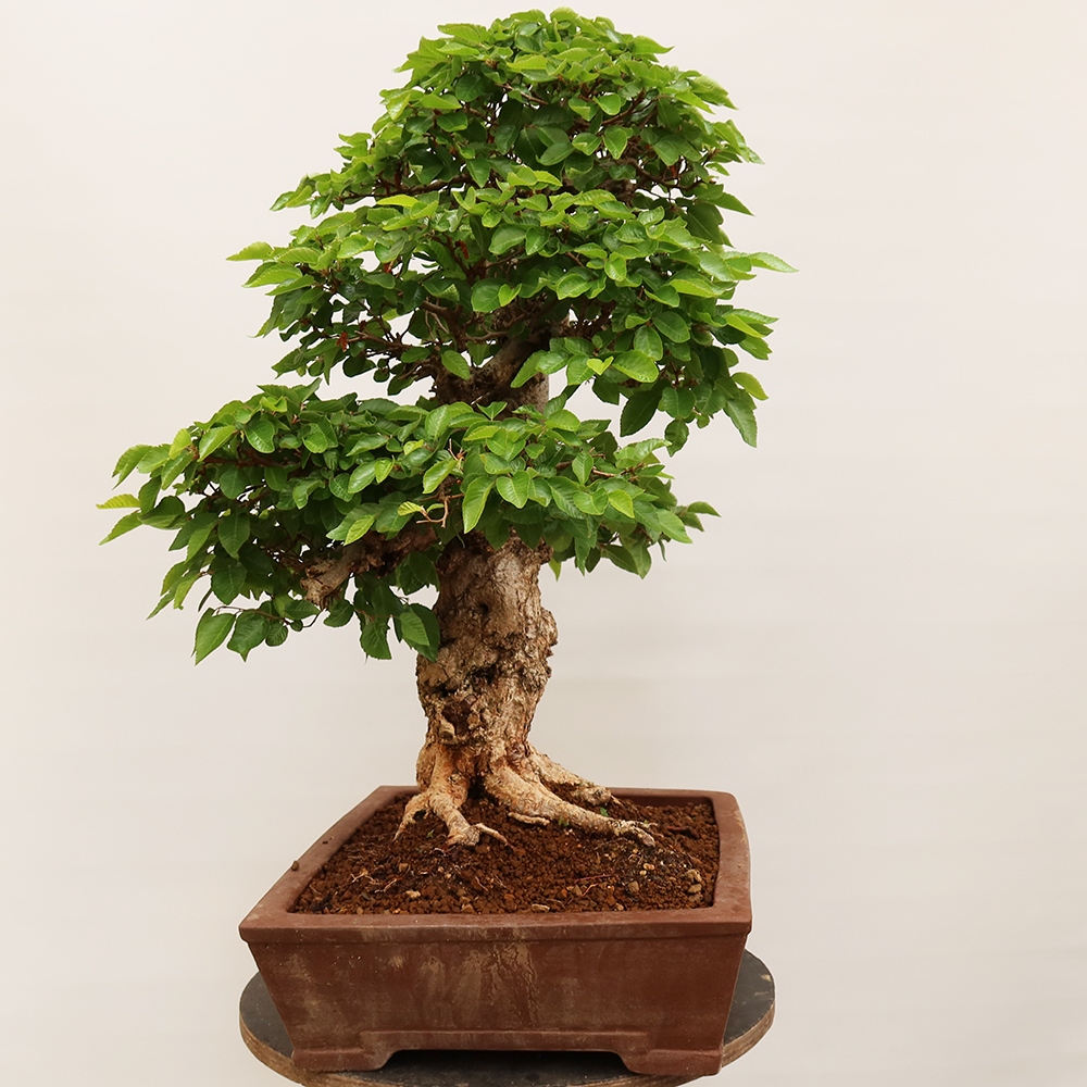 Bonsai für draußen - Karpinus Coreana - Koreanische Hainbuche
