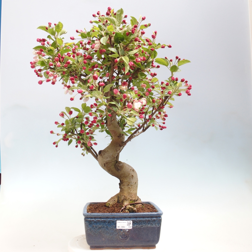 Outdoor-Bonsai -Malus halliana - Kleinfrüchtiger Apfelbaum