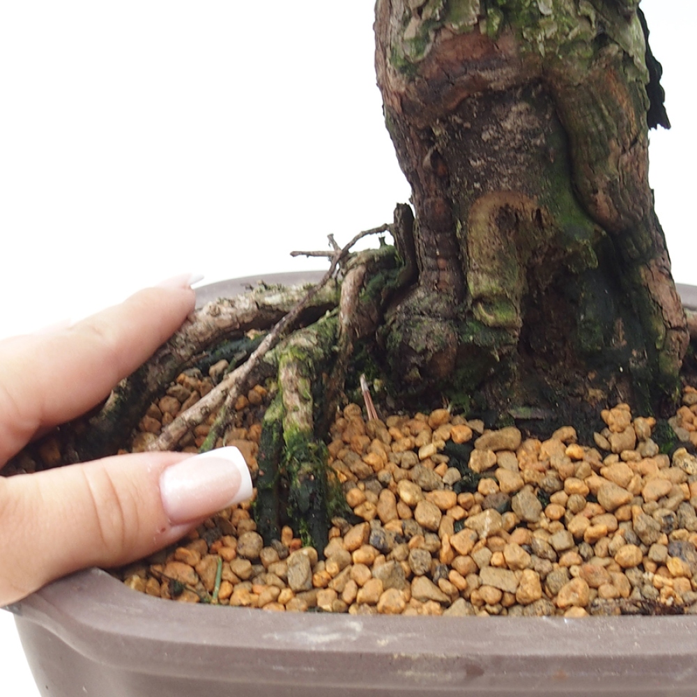 Bonsai für draußen - Pinus thunbergii Kotobuki - Thunberg-Kiefer