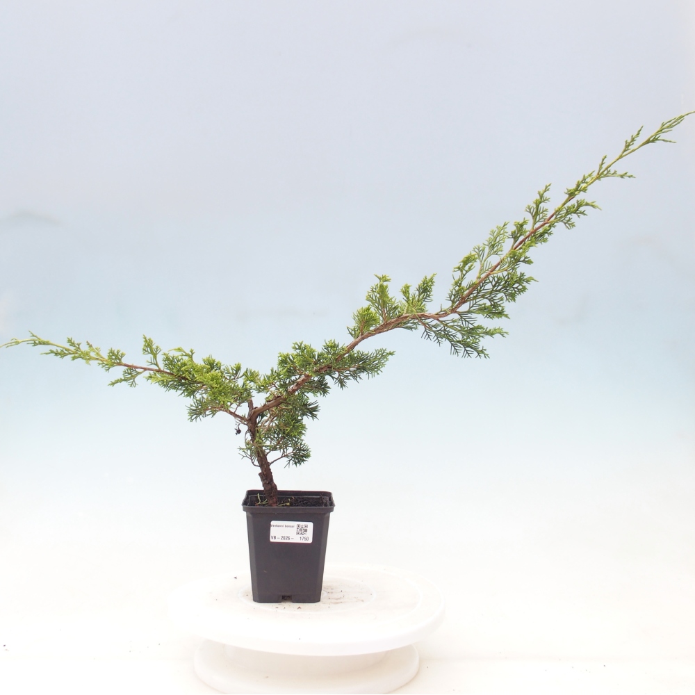 Bonsai für draußen - Juniperus chinensis Itoigawa