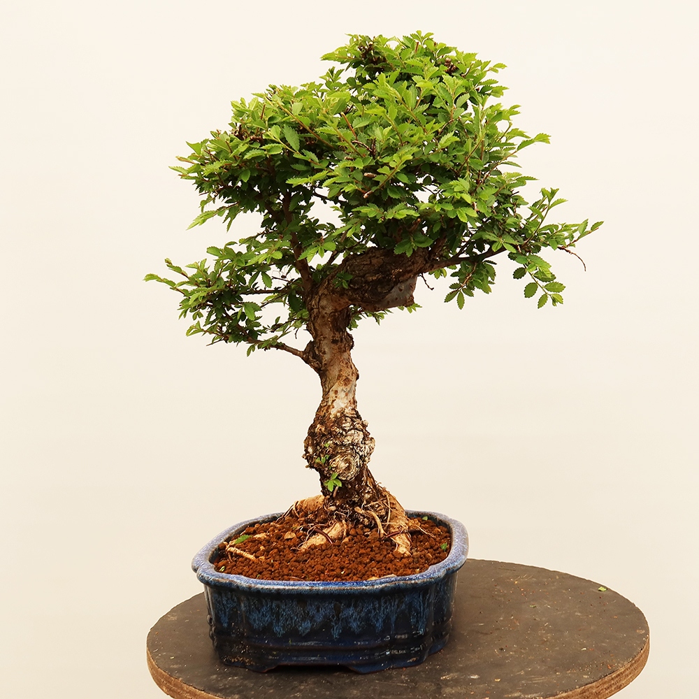 Bonsai für draußen - Zelkova - Zelkova NIRE