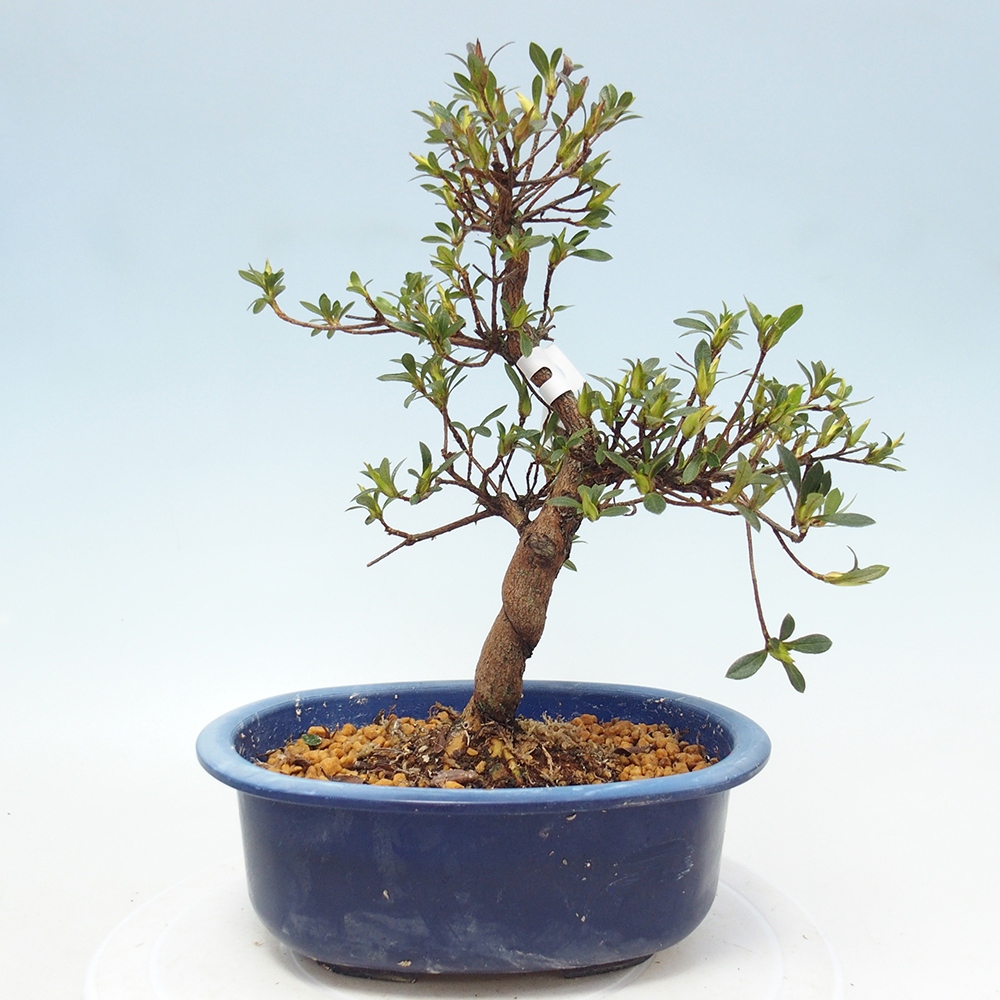Bonsai für draußen - Japanische Azalee - Azalee Hand
