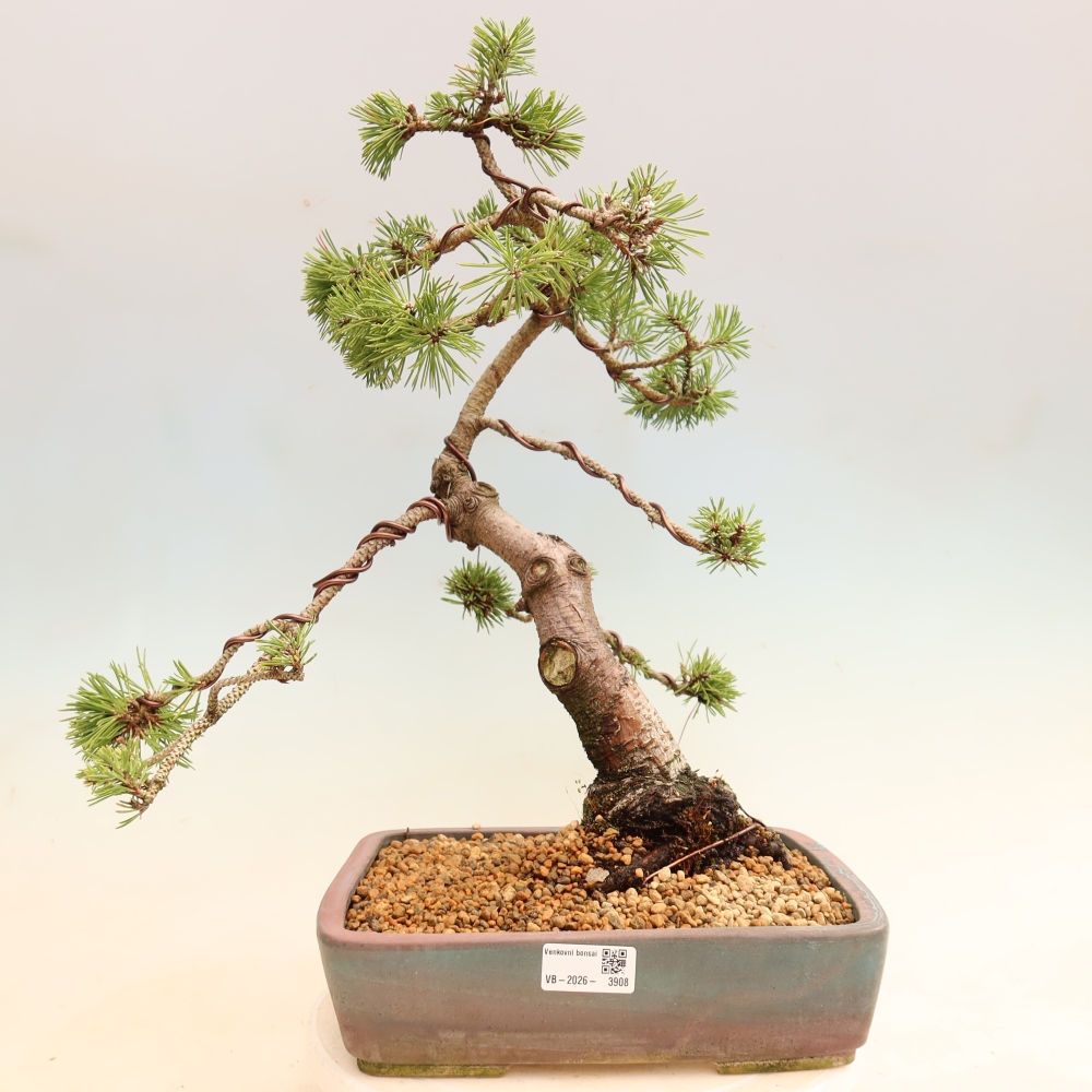 Bonsai für den Außenbereich – Pinus mugo Humpy – Zwergkiefer