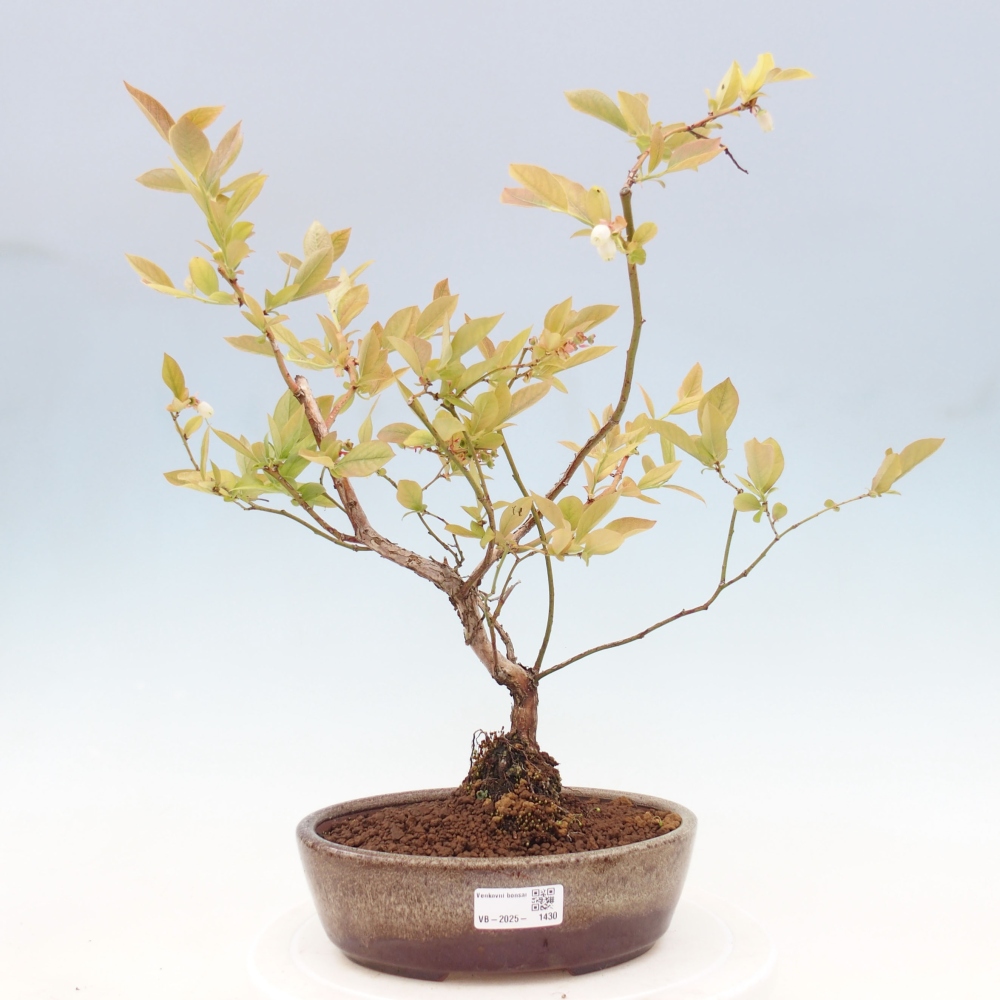 Bonsai für draußen - Kanadische Heidelbeere - Vaccinium corymbosum