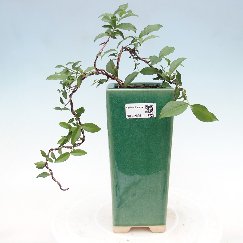 Zimmer Bonsai - Malpighia coccigera- Barbdor Kirsche