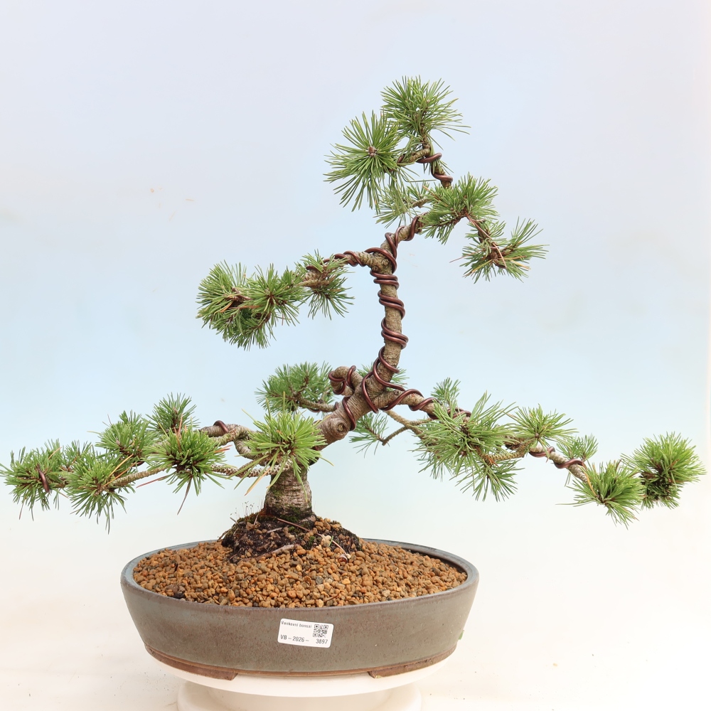 Bonsai für den Außenbereich – Pinus mugo Humpy – Zwergkiefer