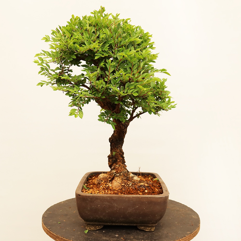 Bonsai für draußen - Zelkova - Zelkova NIRE