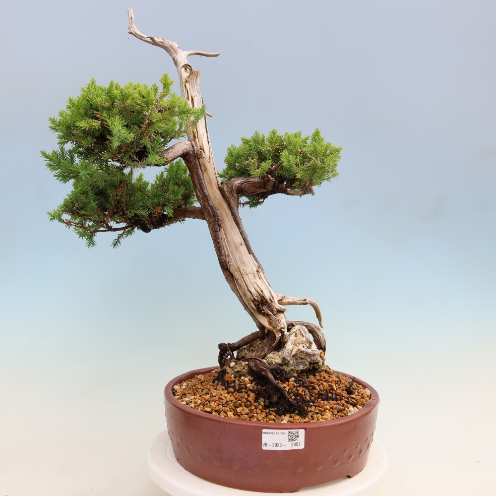 Bonsai für den Außenbereich – Juniperus squamata – Schuppiger Wacholder