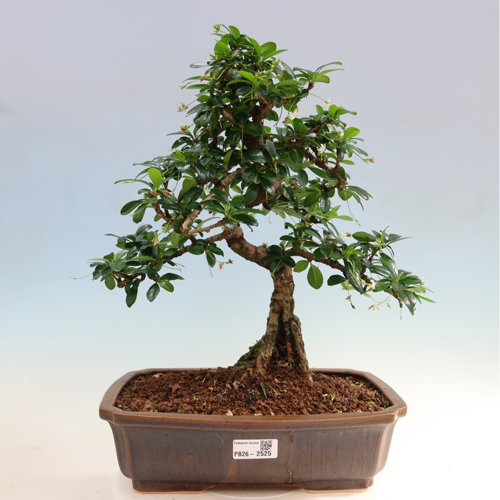 Zimmer-Bonsai - Carmona macrophylla - Tee-Fuki