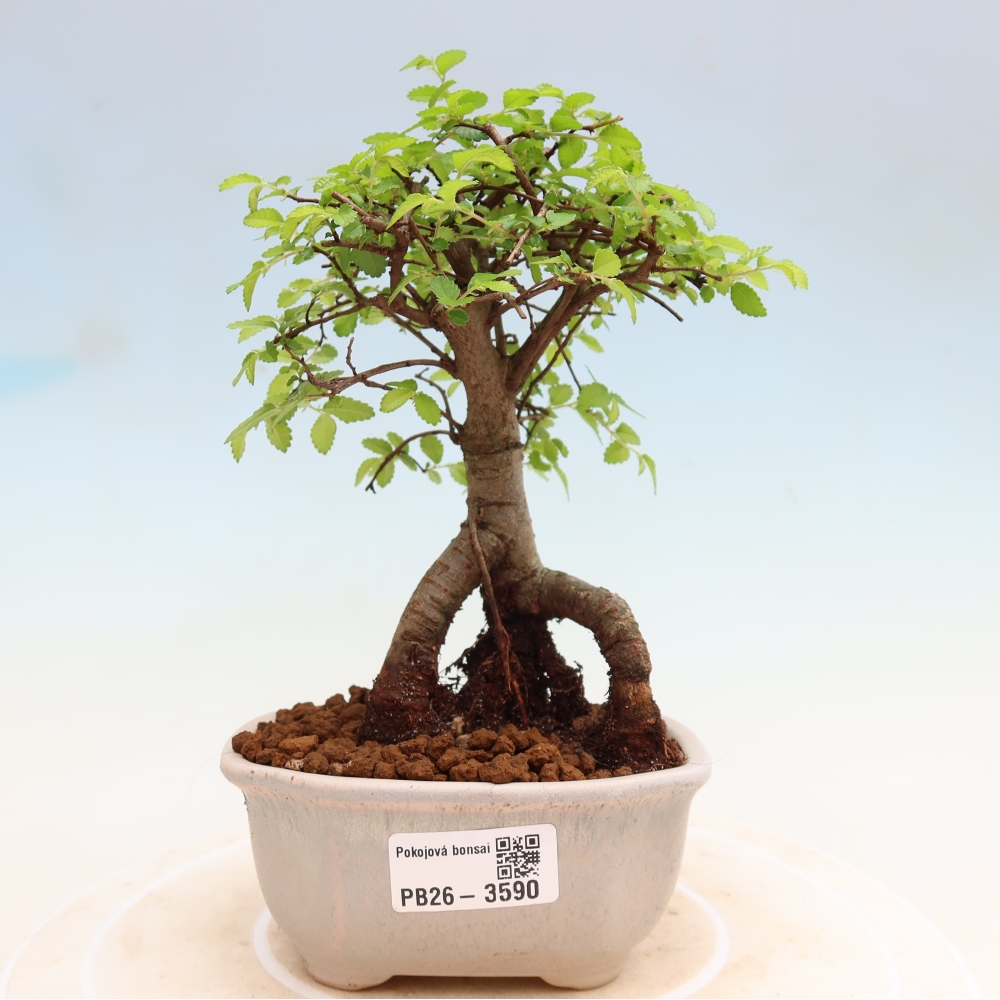 Zimmerbonsai - Ulmus parvifolia - Kleinblättrige Ulme