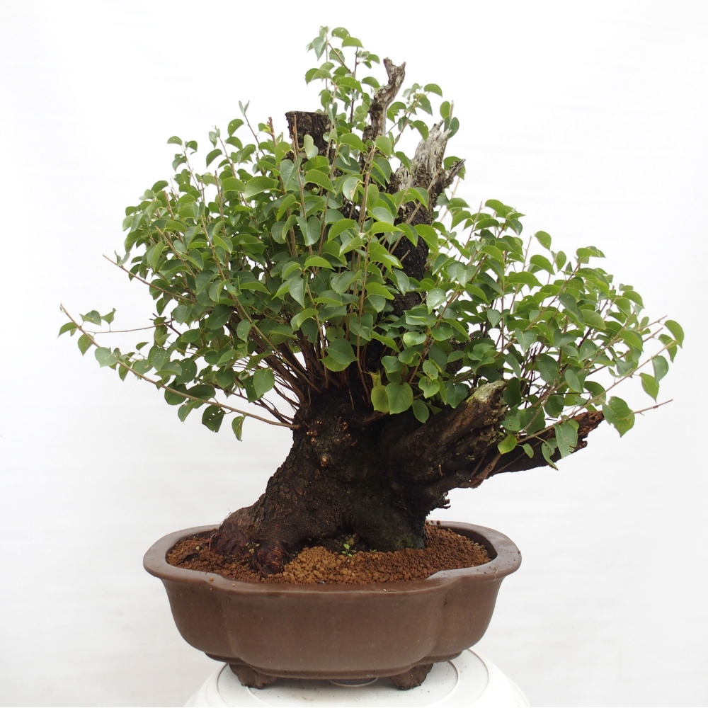 Bonsai für draußen - Mahalebka - Prunus mahaleb