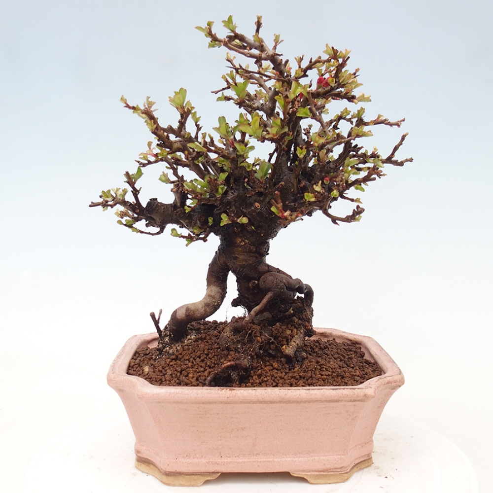 Bonsai für draußen - Chaneomeles speciosa - Quitte