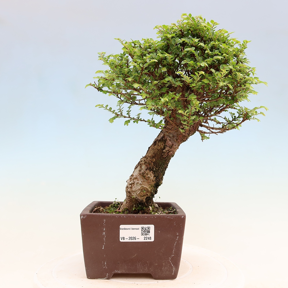 Bonsai für draußen - Ulmus parvifolia Sagei - Kleinblättrige Ulme