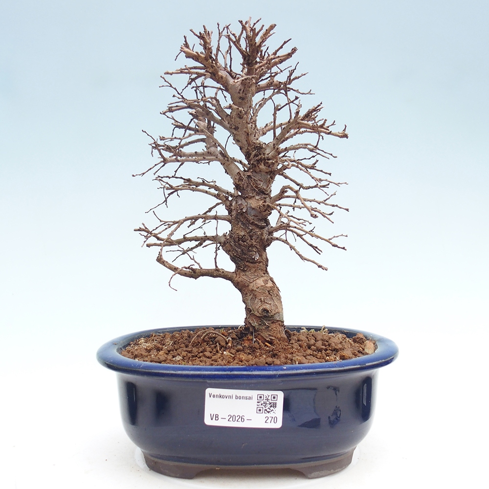 Bonsai für draußen - Zelkova - Zelkova NIRE
