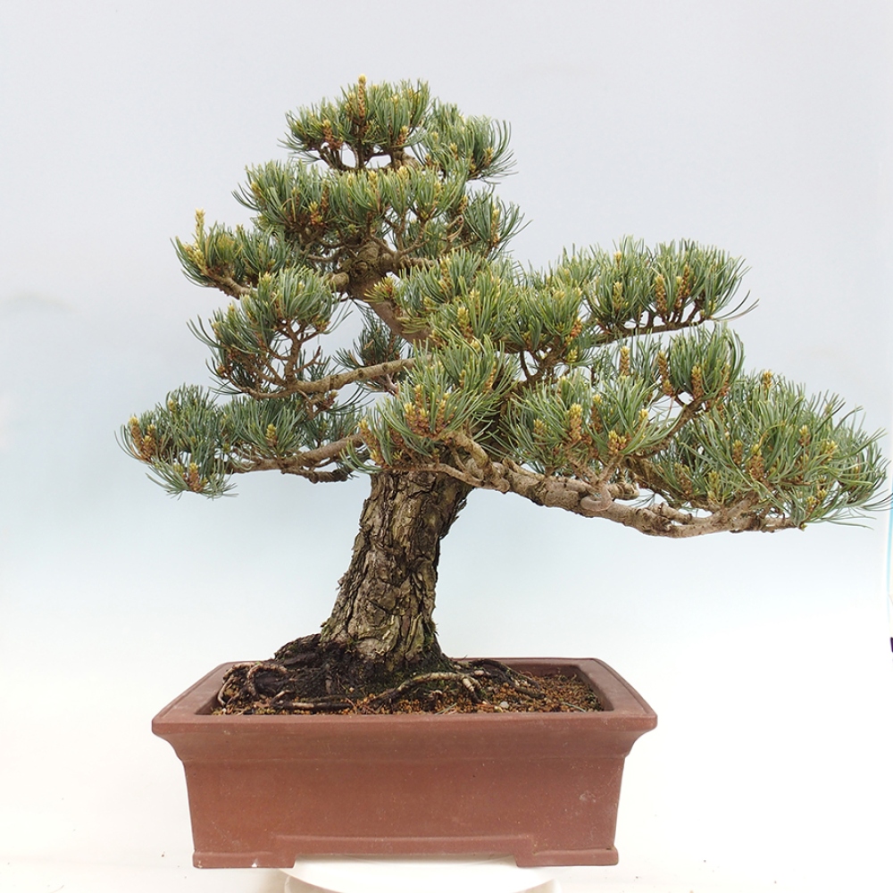 Bonsai für draußen - Pinus parviflora - Pinus parviflora