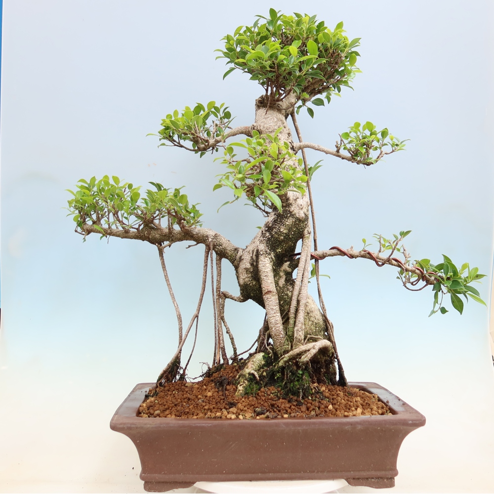 Zimmerbonsai - Ficus kimmen - Kleinblättriger Ficus