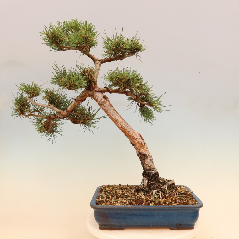 Bonsai für draußen - Pinus Sylvestris Watererri - Waldkiefer