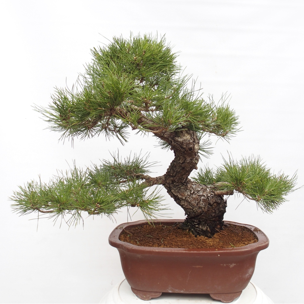 Bonsai für draußen - Pinus thunbergii - Thunberg-Kiefer