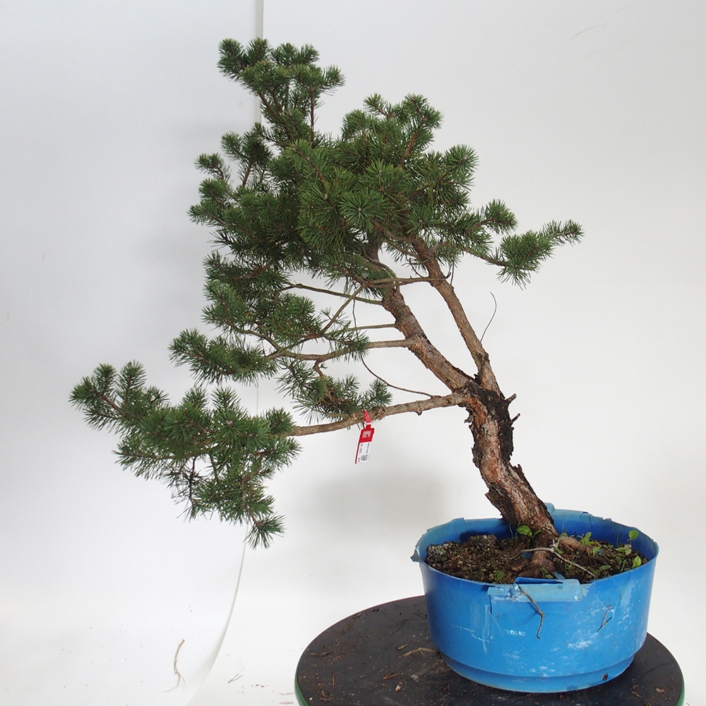 Yamadori - Pinus sylvestris Spanien