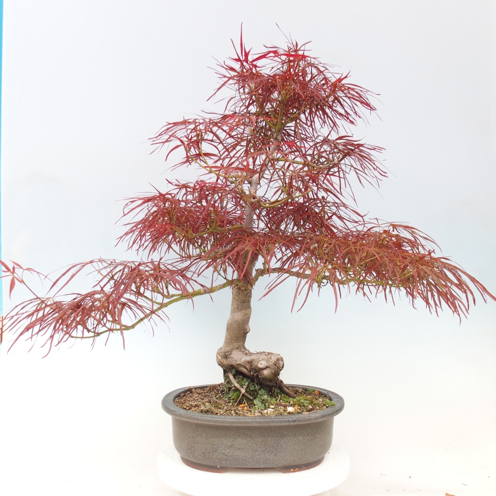 Bonsai für draußen - Acer palmatum RED PYGMY