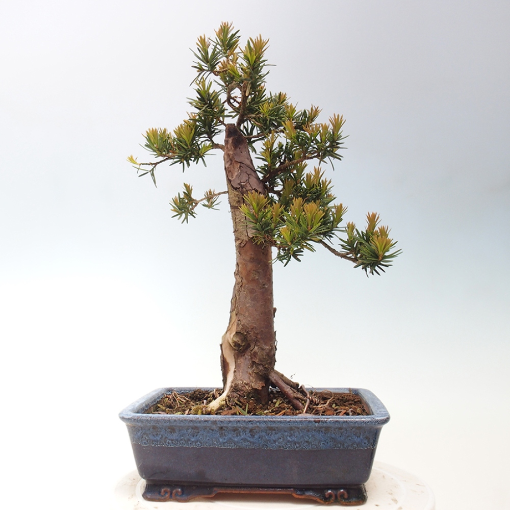 Bonsai für draußen - Taxus cuspidata - Japanische Eibe