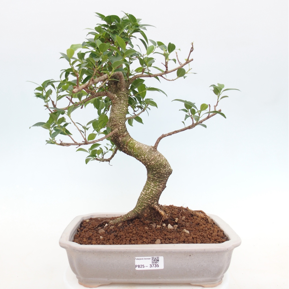 Zimmerbonsai - Ficus kimmen - Kleinblättriger Ficus