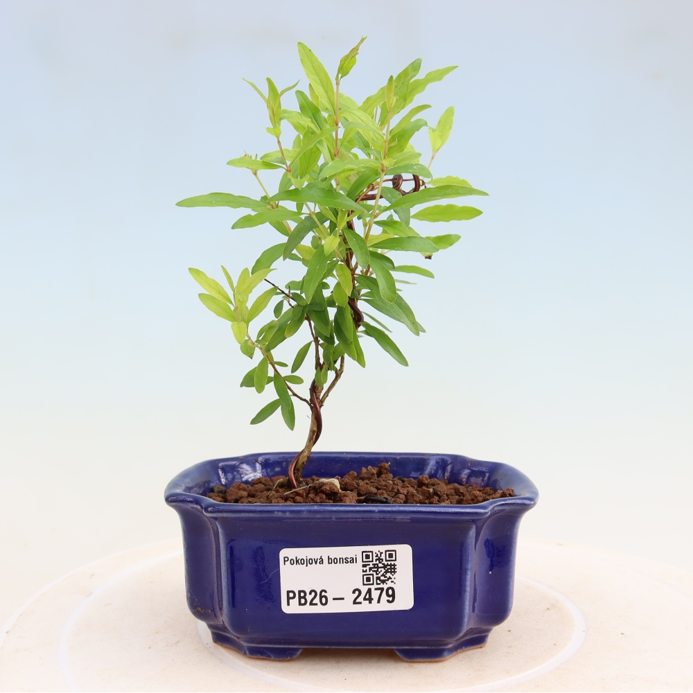 Zimmer-Bonsai-PUNICA granatum nana-Apfel-Granatapfel