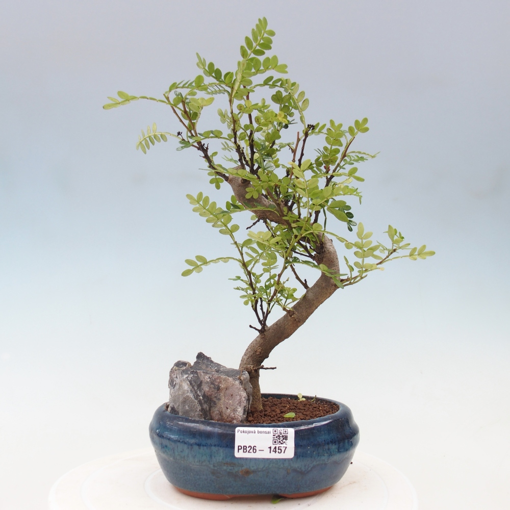 Zimmer Bonsai - Zantoxylum piperitum - Pfefferbaum