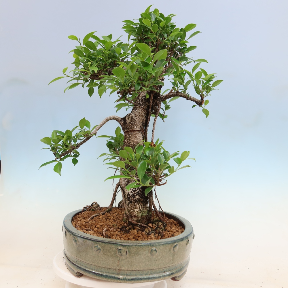 Zimmerbonsai - Ficus kimmen - Kleinblättriger Ficus