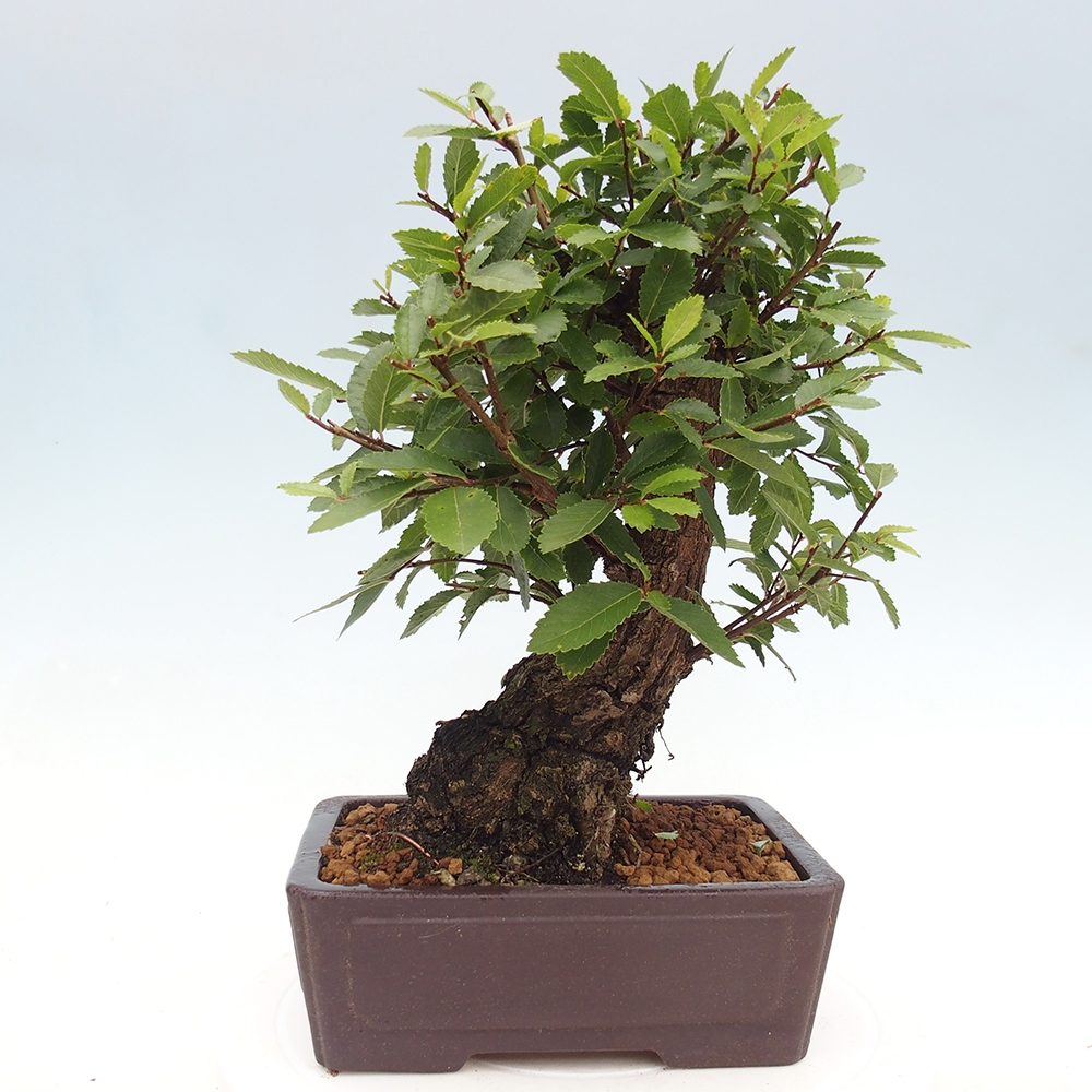 Bonsai für draußen - Zelkova - Zelkova NIRE