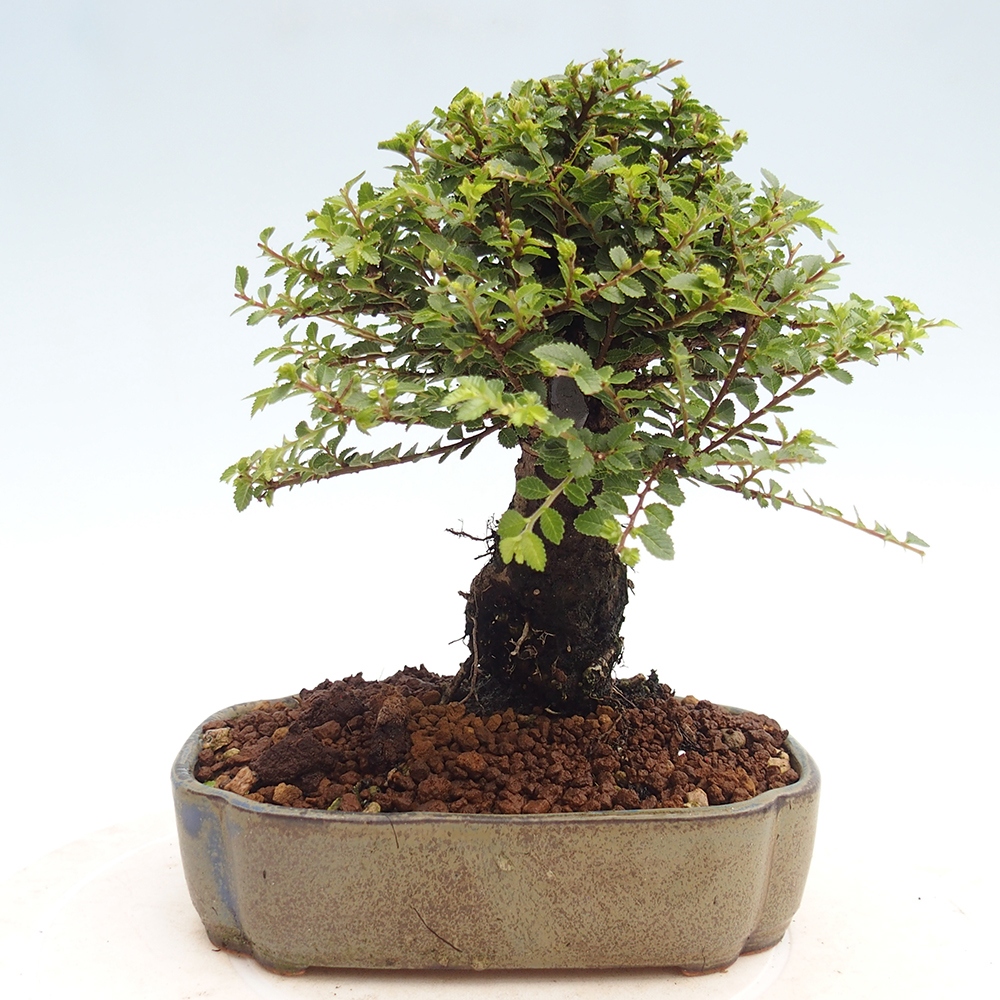 Bonsai für draußen - Ulmus parvifolia Hokkaido - Chinesische Ulme